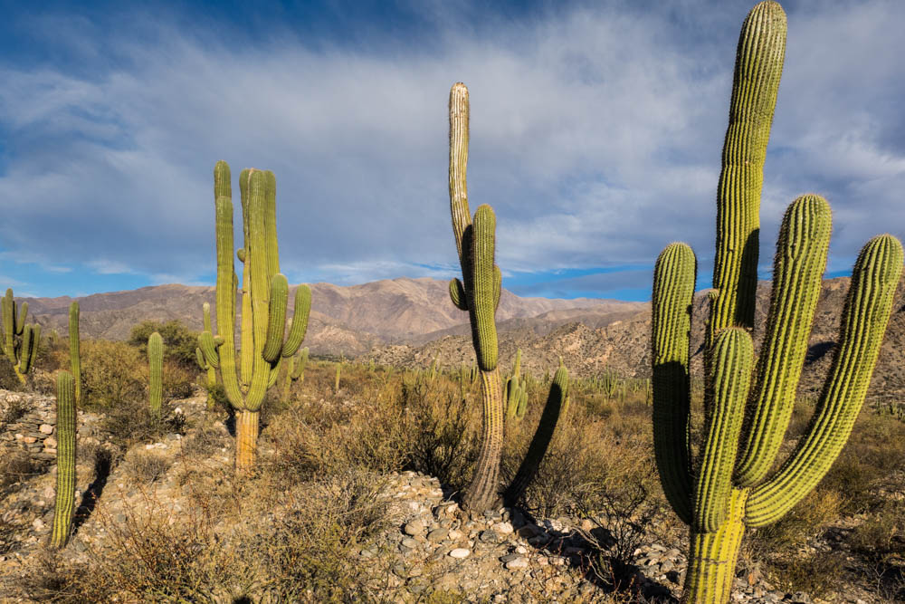 25. cafayate salta anfang juni 2016